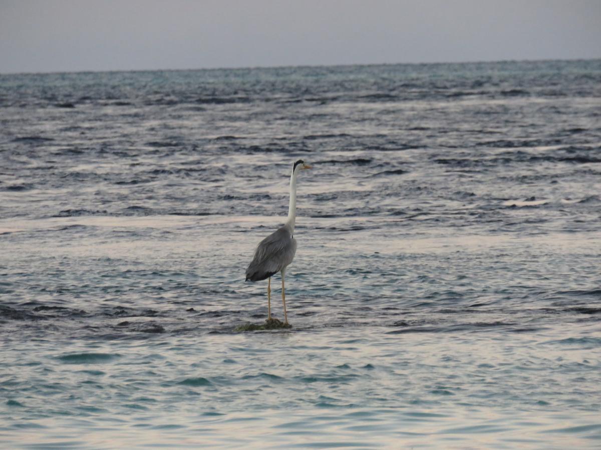 Golhaa View Inn By Tes Thulusdhoo Bagian luar foto