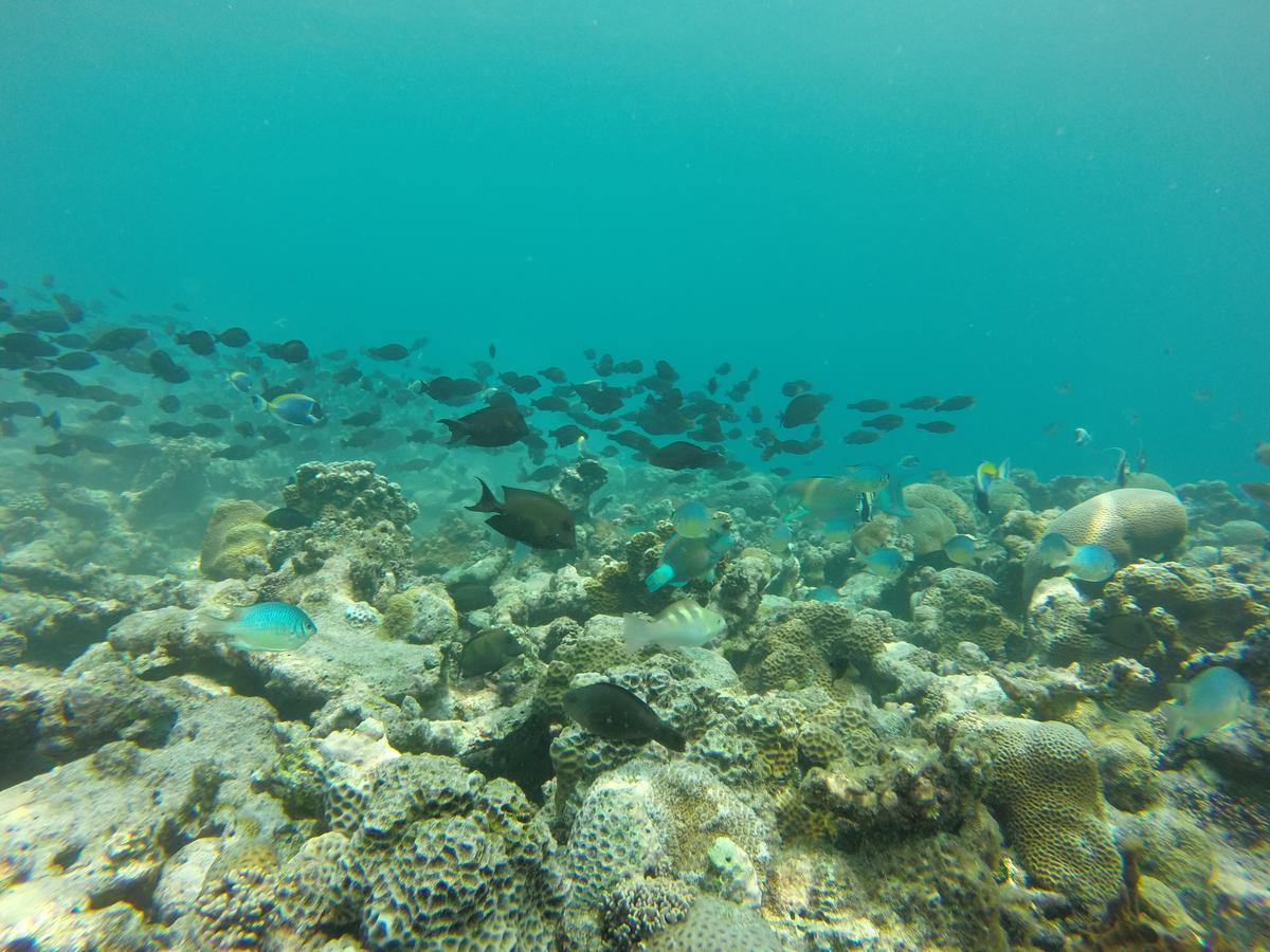 Golhaa View Inn By Tes Thulusdhoo Bagian luar foto